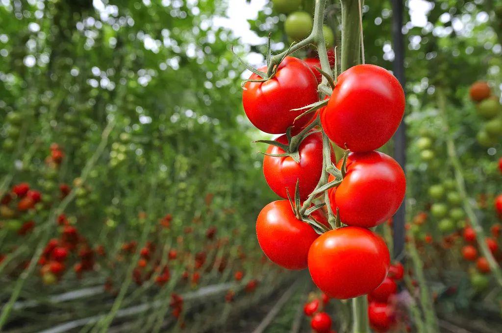 Ăn cà chua mỗi ngày có thể giảm nguy cơ cao huyết áp? -Kubet